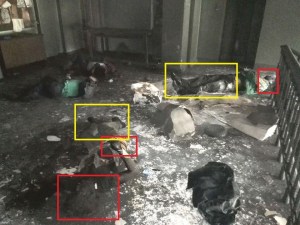 En esta foto claramente se ve el disparo a la cabeza, debajo vemos el charco de sangre.