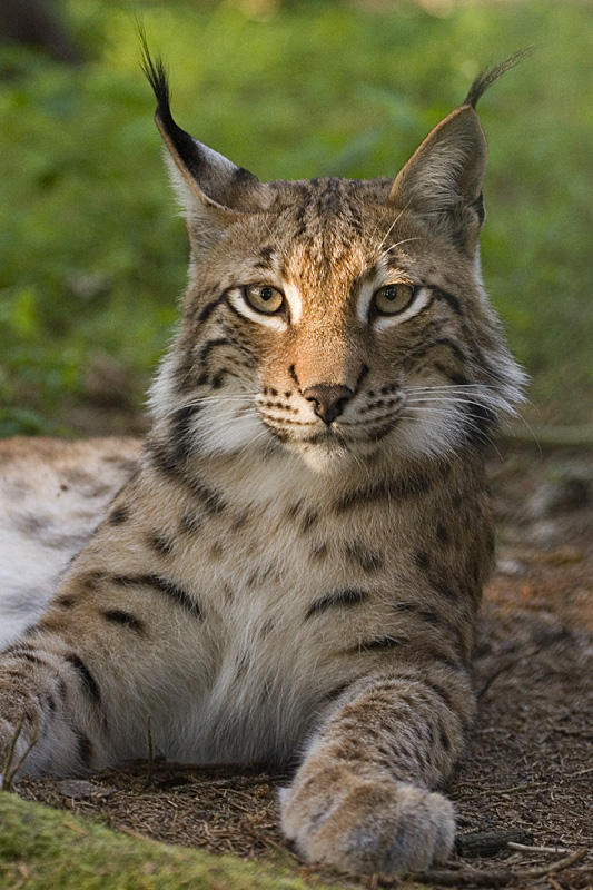 lince