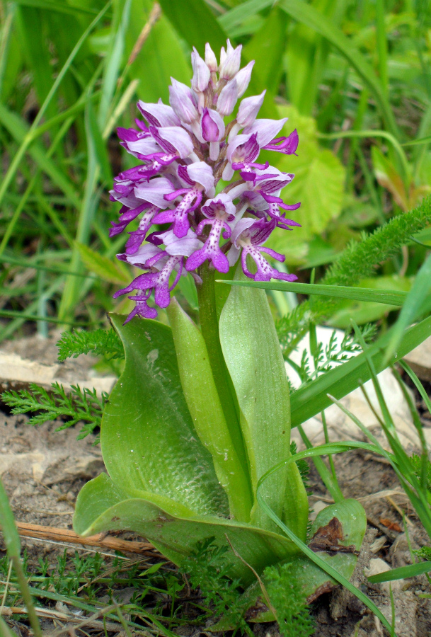 orchis-militaris