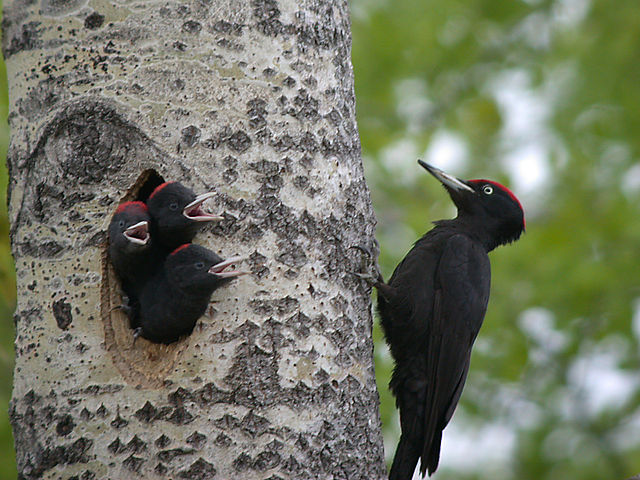 pajaro-carpintero-negro