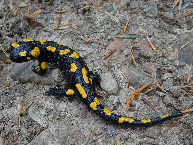 salamandra