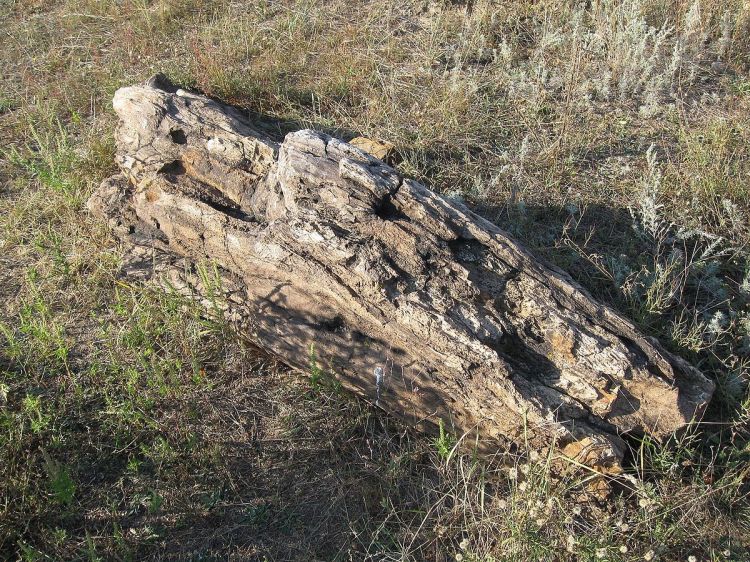 1200px-Фрагмент_окаменелого_ствола