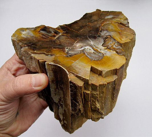 533px-Фрагмент_донбасского_палеозойского_дерева_в_полировке